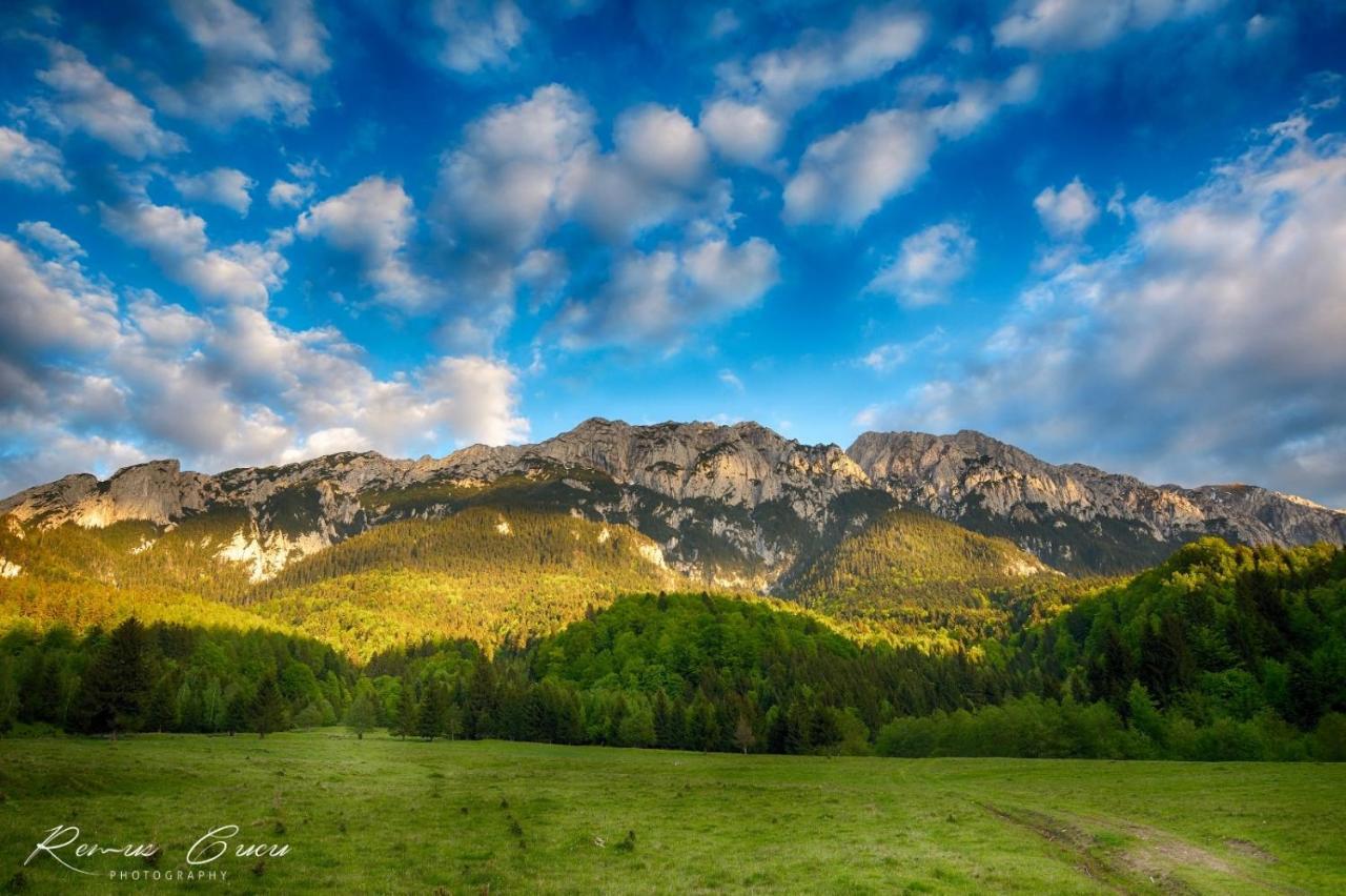 Pensiunea 3 Brazi Zarnesti Exterior foto